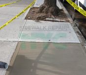 Understanding How Tree Roots Damage Sidewalks in NYC
